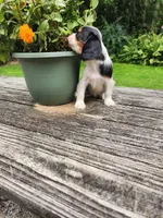BRIE, a female Cavalier King Charles Spaniel for sale in Elverson, PA – 5 of 10