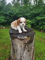 Auggie , a male Cavalier King Charles Spaniel for sale in Elverson, PA – 2 of 8