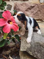 Buddy , a male Cavalier King Charles Spaniel for sale in Elverson, PA – 3 of 10