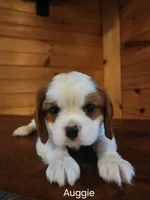 Auggie , a male Cavalier King Charles Spaniel for sale in Elverson, PA – 6 of 8
