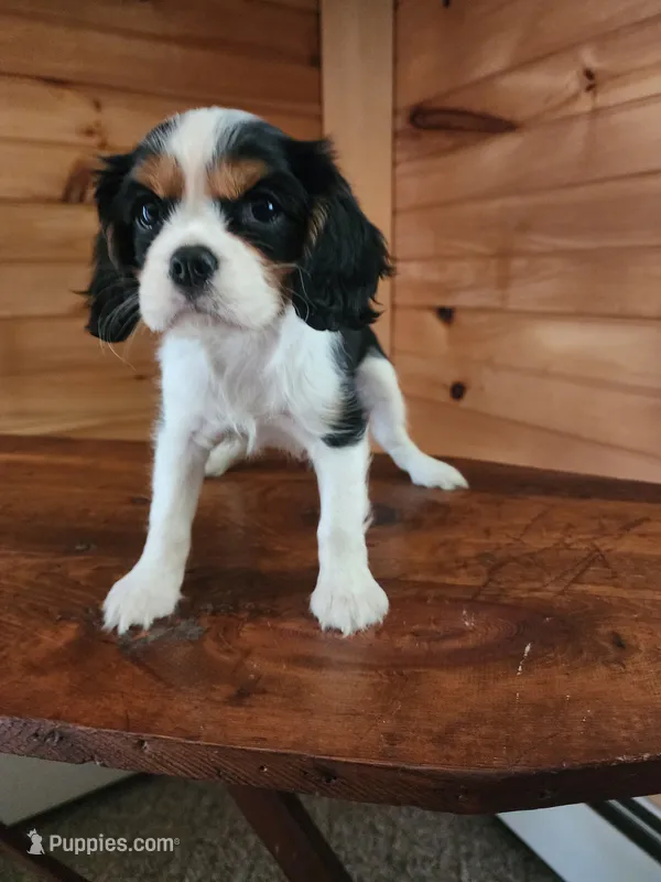 Button  – Cavalier King Charles Spaniel puppy for sale in Elverson, PA