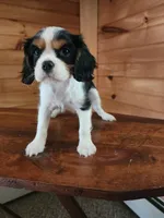 Button , a female Cavalier King Charles Spaniel for sale in Elverson, PA – 1 of 10