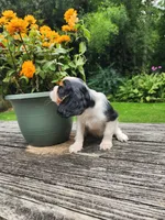 Button , a female Cavalier King Charles Spaniel for sale in Elverson, PA – 7 of 10