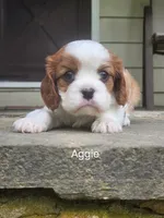 Aggie, a female Cavalier King Charles Spaniel for sale in Elverson, PA – 6 of 10