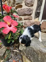 Button , a female Cavalier King Charles Spaniel for sale in Elverson, PA – 2 of 10