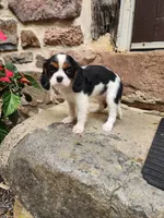 Brooke , a female Cavalier King Charles Spaniel for sale in Elverson, PA – 7 of 10