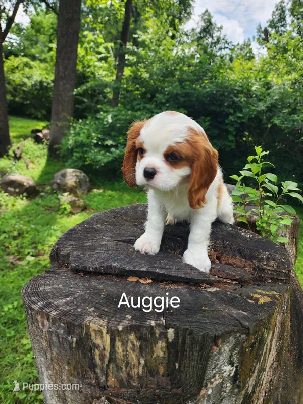 Auggie  – Cavalier King Charles Spaniel puppy for sale in Elverson, PA