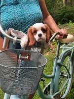 ABBY, a female Cavalier King Charles Spaniel for sale in Elverson, PA – 2 of 10