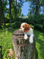 Auggie , a male Cavalier King Charles Spaniel for sale in Elverson, PA – 5 of 10