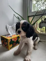 Brooke , a female Cavalier King Charles Spaniel for sale in Elverson, PA – 9 of 10