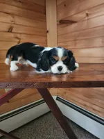 Button , a female Cavalier King Charles Spaniel for sale in Elverson, PA – 10 of 10