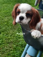 Auggie , a male Cavalier King Charles Spaniel for sale in Elverson, PA – 1 of 10