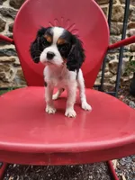 Brooke , a female Cavalier King Charles Spaniel for sale in Elverson, PA – 2 of 10