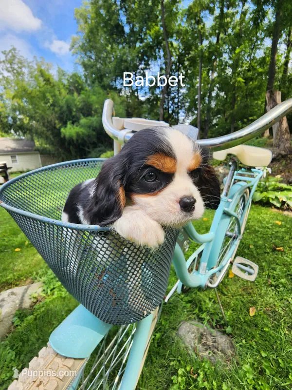 Babbet – Cavalier King Charles Spaniel puppy for sale in Elverson, PA