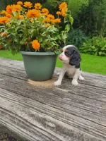 BRIE, a female Cavalier King Charles Spaniel for sale in Elverson, PA – 3 of 10