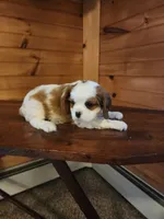 Auggie , a male Cavalier King Charles Spaniel for sale in Elverson, PA – 4 of 8