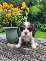 Buddy , a male Cavalier King Charles Spaniel for sale in Elverson, PA – 4 of 10
