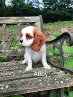 ABBY, a female Cavalier King Charles Spaniel for sale in Elverson, PA – 6 of 10
