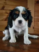 Buddy , a male Cavalier King Charles Spaniel for sale in Elverson, PA – 6 of 10