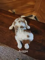 Auggie , a male Cavalier King Charles Spaniel for sale in Elverson, PA – 5 of 8