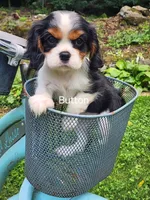 Button , a female Cavalier King Charles Spaniel for sale in Elverson, PA – 3 of 10