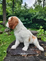 ABBY, a female Cavalier King Charles Spaniel for sale in Elverson, PA – 8 of 10