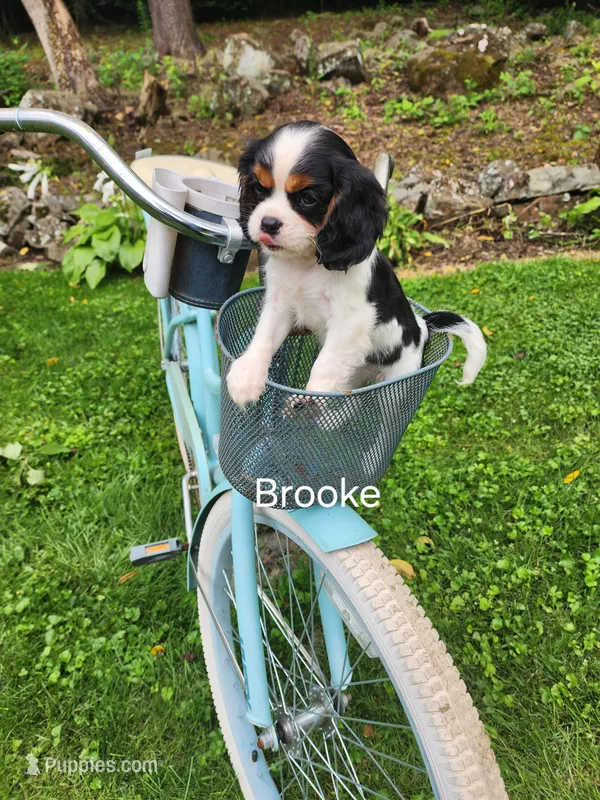 Brooke  – Cavalier King Charles Spaniel puppy for sale in Elverson, PA