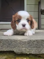 Aggie, a female Cavalier King Charles Spaniel for sale in Elverson, PA – 7 of 10