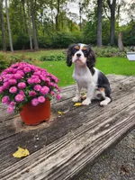 Buddy , a male Cavalier King Charles Spaniel for sale in Elverson, PA – 2 of 10