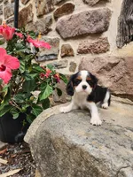 BRIE, a female Cavalier King Charles Spaniel for sale in Elverson, PA – 7 of 10