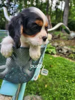 Buddy , a male Cavalier King Charles Spaniel for sale in Elverson, PA – 7 of 10
