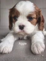Aggie, a female Cavalier King Charles Spaniel for sale in Elverson, PA – 4 of 10