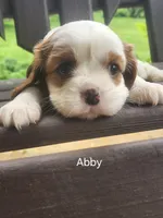 ABBY, a female Cavalier King Charles Spaniel for sale in Elverson, PA – 7 of 8