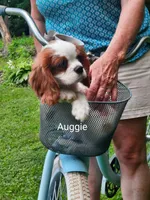 Auggie , a male Cavalier King Charles Spaniel for sale in Elverson, PA – 2 of 10