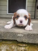 ABBY, a female Cavalier King Charles Spaniel for sale in Elverson, PA – 2 of 8