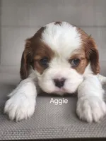 Aggie, a female Cavalier King Charles Spaniel for sale in Elverson, PA – 3 of 10