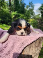 Babbet, a female Cavalier King Charles Spaniel for sale in Elverson, PA – 5 of 7
