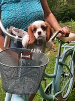 ABBY, a female Cavalier King Charles Spaniel for sale in Elverson, PA – 3 of 10