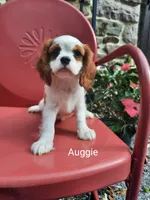 Auggie , a male Cavalier King Charles Spaniel for sale in Elverson, PA – 7 of 10