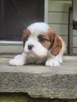 Aggie, a female Cavalier King Charles Spaniel for sale in Elverson, PA – 9 of 10