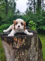 ABBY, a female Cavalier King Charles Spaniel for sale in Elverson, PA – 6 of 8