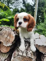 Auggie , a male Cavalier King Charles Spaniel for sale in Elverson, PA – 9 of 10