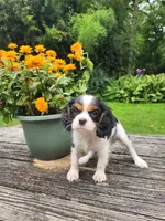 Brooke , a female Cavalier King Charles Spaniel for sale in Elverson, PA – 6 of 10