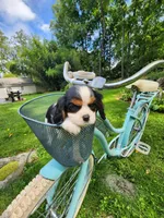 Babbet, a female Cavalier King Charles Spaniel for sale in Elverson, PA – 2 of 7