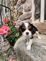Button , a female Cavalier King Charles Spaniel for sale in Elverson, PA – 4 of 10