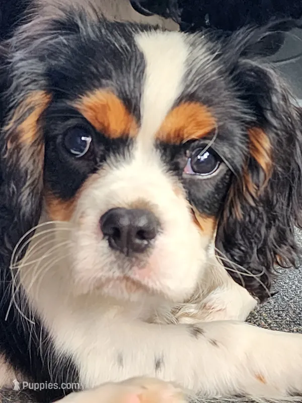 Buddy  – Cavalier King Charles Spaniel puppy for sale in Elverson, PA