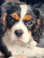 Buddy , a male Cavalier King Charles Spaniel for sale in Elverson, PA – 1 of 10