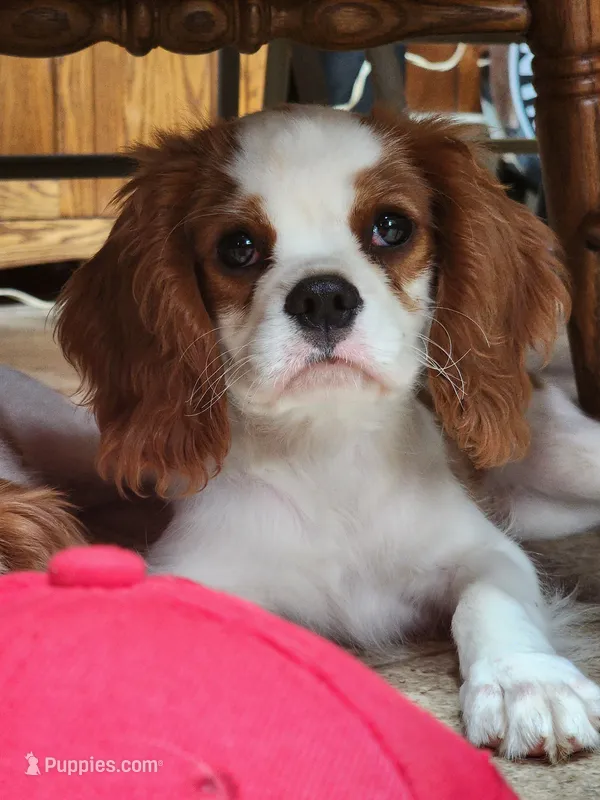 Auggie  – Cavalier King Charles Spaniel puppy for sale in Elverson, PA