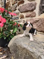 BRIE, a female Cavalier King Charles Spaniel for sale in Elverson, PA – 9 of 10