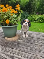 Button , a female Cavalier King Charles Spaniel for sale in Elverson, PA – 6 of 10